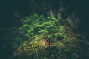 Yodel are Planting 1,200 Trees for Veterans